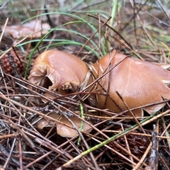 Unverified at suppressed - suppressed