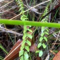 Lindsaea linearis (Screw Fern) at Ulladulla, NSW - 18 Jan 2025 by Clarel