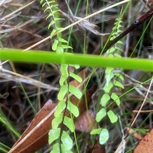 Lindsaea linearis (Screw Fern) at Ulladulla, NSW by Clarel