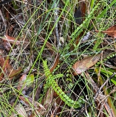 Lindsaea linearis at Ulladulla, NSW - 18 Jan 2025 04:17 PM