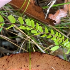 Lindsaea linearis at Ulladulla, NSW - 18 Jan 2025 04:17 PM