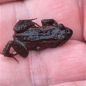 Crinia signifera at Ulladulla, NSW by Clarel