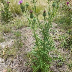 Unidentified Plant at Rendezvous Creek, ACT - 18 Jan 2025 by VanceLawrence