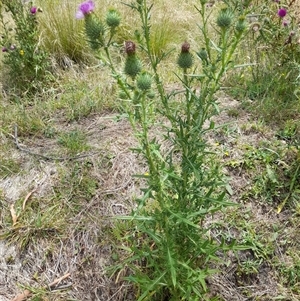 Cirsium vulgare (Spear Thistle) at Rendezvous Creek, ACT by VanceLawrence