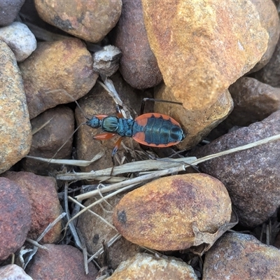 Ectomocoris patricius (Ground assassin bug) at Franklin, ACT - 18 Jan 2025 by chriselidie