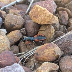 Ectomocoris patricius at Franklin, ACT - 18 Jan 2025 06:32 PM