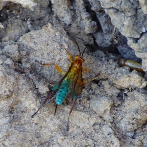 Theronia maculosa at West Hobart, TAS by VanessaC