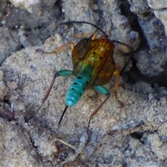 Theronia maculosa at West Hobart, TAS - 18 Jan 2025 05:02 PM