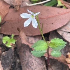 Lobelia purpurascens (White Root) at Ulladulla, NSW - 16 Jan 2025 by Clarel