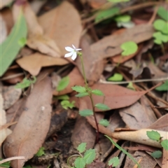 Lobelia purpurascens at Ulladulla, NSW - 17 Jan 2025 10:40 AM