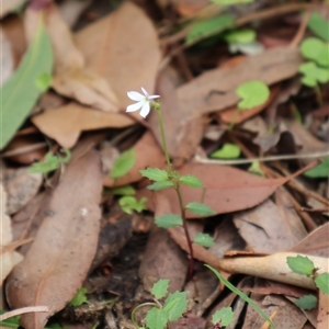 Lobelia purpurascens at Ulladulla, NSW - 17 Jan 2025 10:40 AM