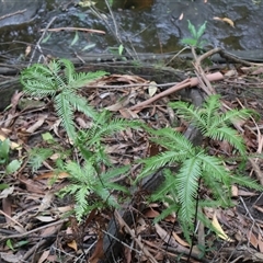 Sticherus flabellatus (Shiny Fan-fern, Umbrella Fern) at Ulladulla, NSW - 16 Jan 2025 by Clarel