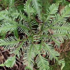 Sticherus flabellatus at Ulladulla, NSW - suppressed