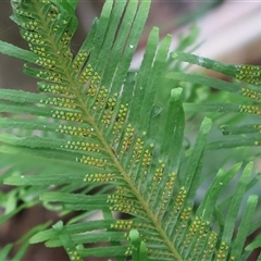 Sticherus flabellatus at Ulladulla, NSW - suppressed