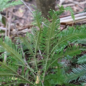 Sticherus flabellatus at Ulladulla, NSW - suppressed