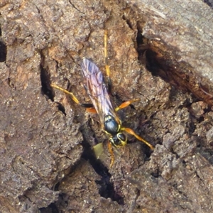 Ichneumon promissorius at West Hobart, TAS by VanessaC