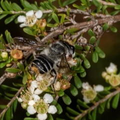 Megachile (Eutricharaea) maculariformis at Acton, ACT - 10 Dec 2024 by AlisonMilton