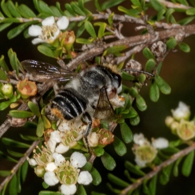 Megachile ferox (Resin bee) at Acton, ACT - 11 Dec 2024 by AlisonMilton