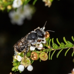 Megachile ferox at Acton, ACT - 11 Dec 2024 10:18 AM