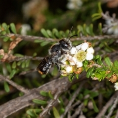 Megachile ferox at Acton, ACT - 11 Dec 2024 10:18 AM