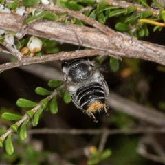 Megachile ferox at Acton, ACT - 11 Dec 2024 10:18 AM