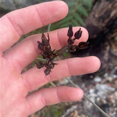 Haemodorum planifolium at Hyams Beach, NSW - 24 Oct 2024 by Maxxy167