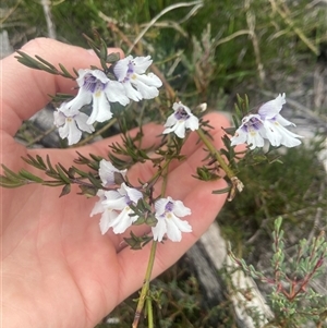 Prostanthera saxicola (Slender Mint Bush) at Hyams Beach, NSW by Maxxy167