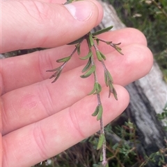 Prostanthera saxicola at Hyams Beach, NSW - 24 Oct 2024 02:50 PM