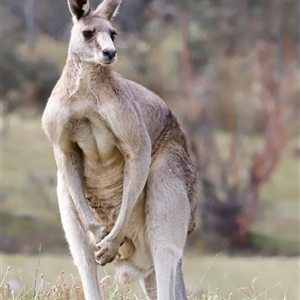 Macropus giganteus (Eastern Grey Kangaroo) at Rendezvous Creek, ACT by JimL