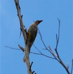 Anthochaera carunculata at Rendezvous Creek, ACT - 17 Jan 2025 by JimL