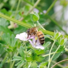 Apis mellifera at Rendezvous Creek, ACT - 18 Jan 2025 by JimL