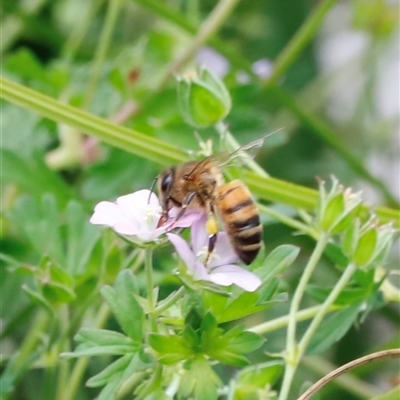 Apis mellifera (European honey bee) at Rendezvous Creek, ACT - 18 Jan 2025 by JimL