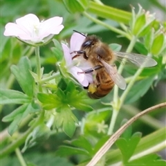 Apis mellifera at Rendezvous Creek, ACT - 18 Jan 2025 11:02 AM