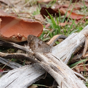 Geitoneura klugii (Marbled Xenica) at Rendezvous Creek, ACT by JimL