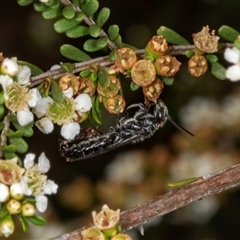 Thynninae (subfamily) (Smooth flower wasp) at Acton, ACT - 11 Dec 2024 by AlisonMilton