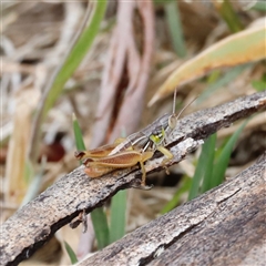 Praxibulus sp. (genus) at Rendezvous Creek, ACT - 18 Jan 2025 by JimL