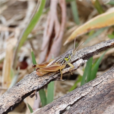 Praxibulus sp. (genus) (A grasshopper) at Rendezvous Creek, ACT - 18 Jan 2025 by JimL