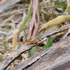 Praxibulus sp. (genus) at Rendezvous Creek, ACT - 18 Jan 2025 11:04 AM