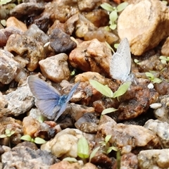 Zizina otis (Common Grass-Blue) at Rendezvous Creek, ACT - 18 Jan 2025 by JimL