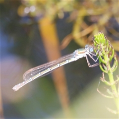 Unidentified Damselfly (Zygoptera) at Rendezvous Creek, ACT - 18 Jan 2025 by JimL