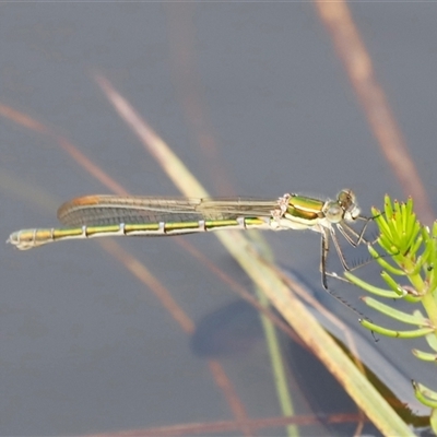 Austrolestes cingulatus (Metallic Ringtail) at Rendezvous Creek, ACT - 18 Jan 2025 by JimL