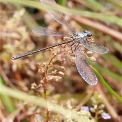 Griseargiolestes eboracus (Grey-chested Flatwing) at Rendezvous Creek, ACT - 18 Jan 2025 by JimL