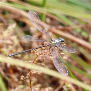 Griseargiolestes eboracus at Rendezvous Creek, ACT - suppressed