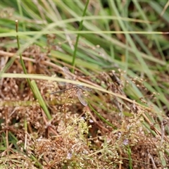 Griseargiolestes eboracus at Rendezvous Creek, ACT - suppressed