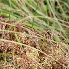 Griseargiolestes eboracus at Rendezvous Creek, ACT - suppressed