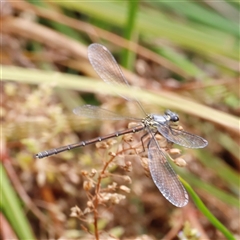 Griseargiolestes eboracus at Rendezvous Creek, ACT - suppressed