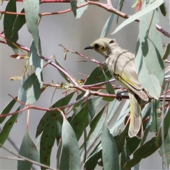 Ptilotula fusca (Fuscous Honeyeater) at Rendezvous Creek, ACT - 18 Jan 2025 by JimL