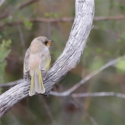 Ptilotula fusca (Fuscous Honeyeater) at Booth, ACT - 18 Jan 2025 by JimL