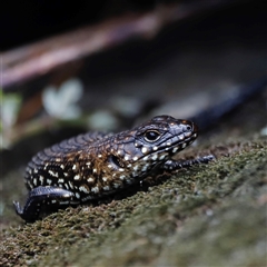 Egernia cunninghami (Cunningham's Skink) at Rendezvous Creek, ACT - 18 Jan 2025 by JimL