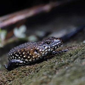 Egernia cunninghami (Cunningham's Skink) at Rendezvous Creek, ACT by JimL